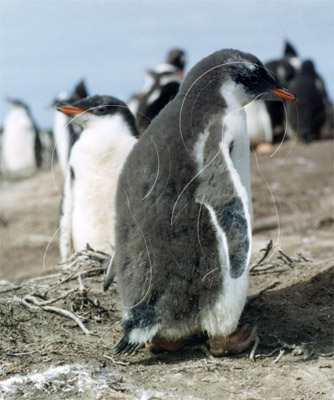 SGEGEN7021 - Gentoo Penguin