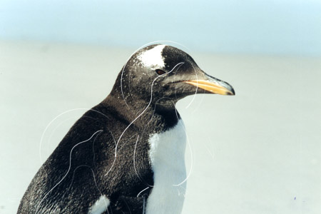 SGEGEN0012 - Gentoo Penguin