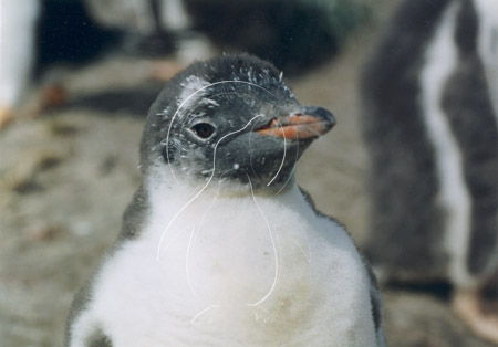 SGEGEN0006 - Gentoo Penguin