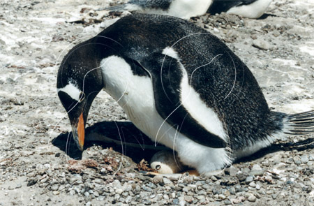 SGEGEN0005 - Gentoo Penguin