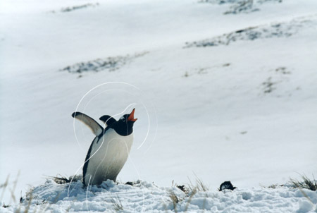 SGEGEN0018 - Gentoo Penguin