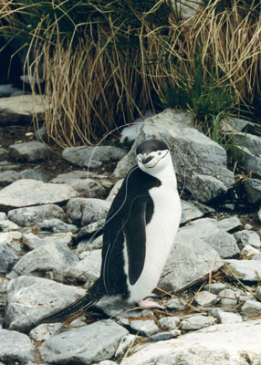 SGECHI0001 - Chinstrap Penguin