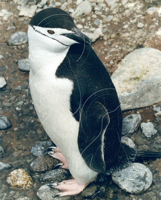 SGECHI0002 - Chinstrap Penguin