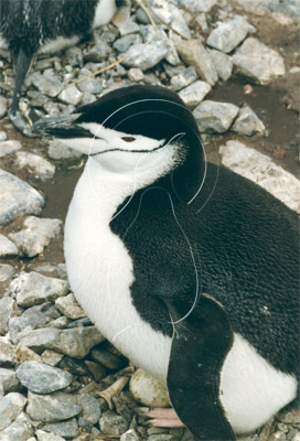 SGECHI0023 - Chinstrap Penguin