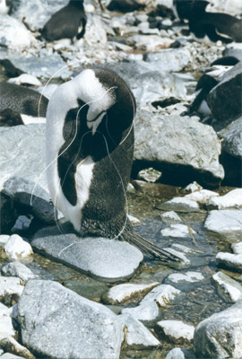 SGECHI0022 - Chinstrap Penguin