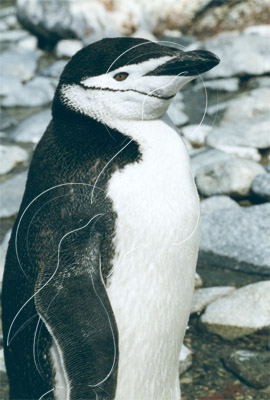 SGECHI0020 - Chinstrap Penguin