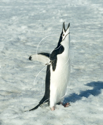 SGECHI0008 - Chinstrap Penguin