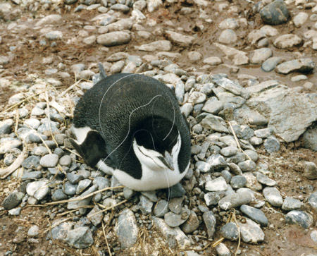 SGECHI0014 - Chinstrap Penguin