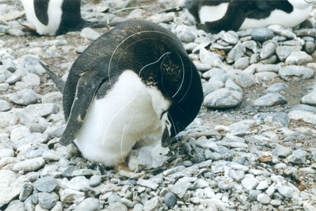 SGECHI0021 - Chinstrap Penguin