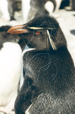 FALROC0009 - Rockhopper Penguin