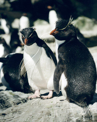 FALROC0002 - Rockhopper Penguin