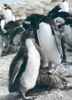 FALROC0008 - Rockhopper Penguin