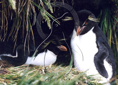 FALROC0005 - Rockhopper Penguin
