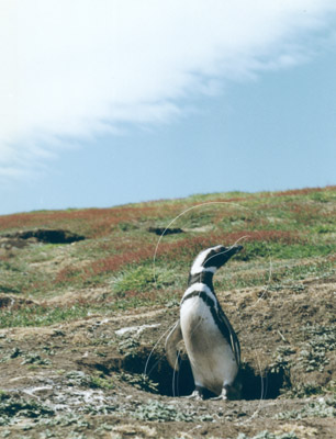 FALMAG0003 - Magellanic Penguin