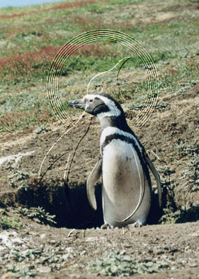 FALMAG7001 - Magellanic Penguin