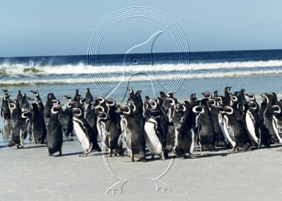 FALMAG0002 - Magellanic Penguin