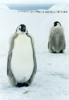 ANTEMP0054 - Emperor Penguin
