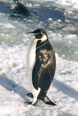 ANTEMP0052 - Emperor Penguin