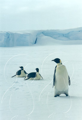 ANTEMP0060 - Emperor Penguin