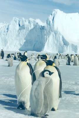 ANTEMP0064 - Emperor Penguin