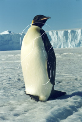 ANTEMP0062 - Emperor Penguin