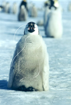 ANTEMP0058 - Emperor Penguin