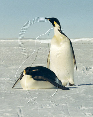 ANTEMP7017 - Emperor Penguin