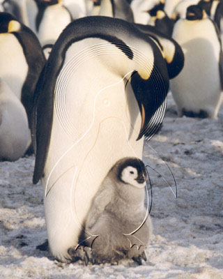 ANTEMP7015 - Emperor Penguin