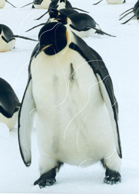 ANTEMP7010 - Emperor Penguin