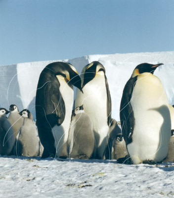 ANTEMP0086 - Emperor Penguin