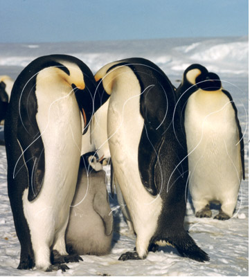 ANTEMP7034 - Emperor Penguin