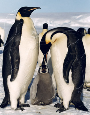 ANTEMP0027 - Emperor Penguin