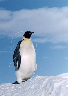 ANTEMP0025 - Emperor Penguin