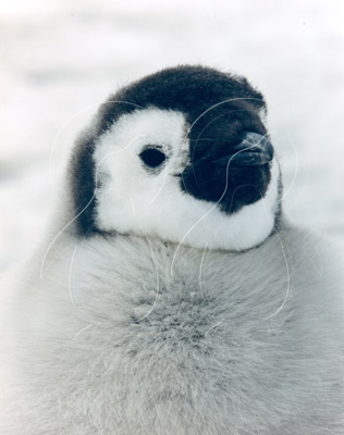 ANTEMP0074 - Emperor Penguin