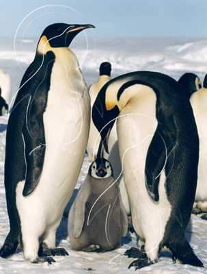 ANTEMP0043 - Emperor Penguin