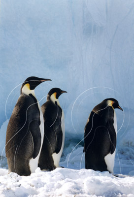 ANTEMP0073 - Emperor Penguin