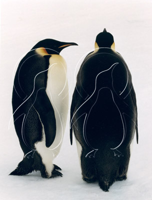ANTEMP0045 - Emperor Penguin