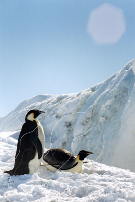 ANTEMP0069 - Emperor Penguin