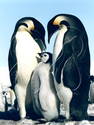 ANTEMP0047 - Emperor Penguin