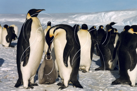 ANTEMP7043 - Emperor Penguin