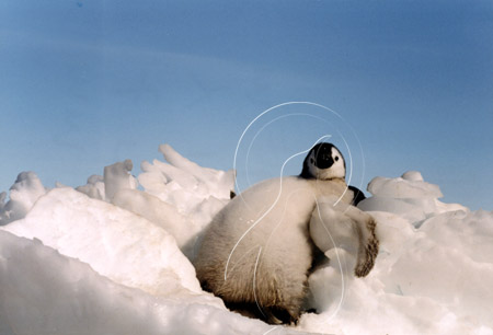 ANTEMP0040 - Emperor Penguin
