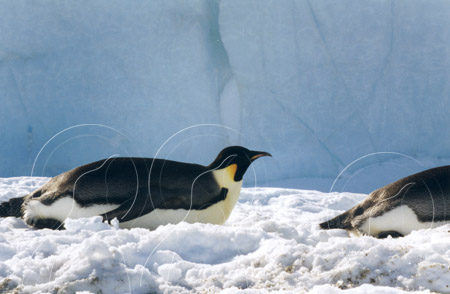 ANTEMP0071 - Emperor Penguin
