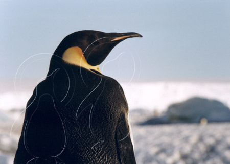 ANTEMP0041 - Emperor Penguin