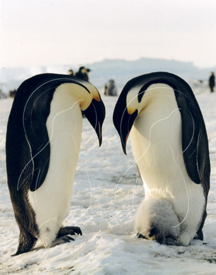 ANTEMP7026 - Emperor Penguin