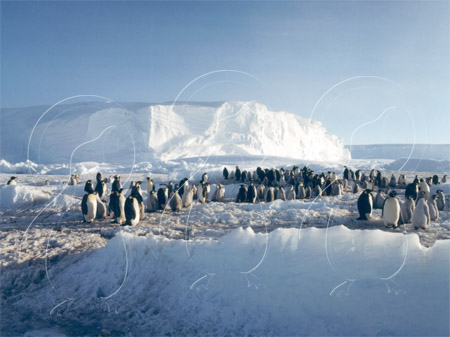 ANTEMP0081 - Emperor Penguin