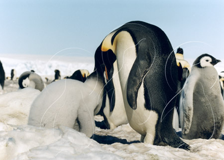 ANTEMP0033 - Emperor Penguin