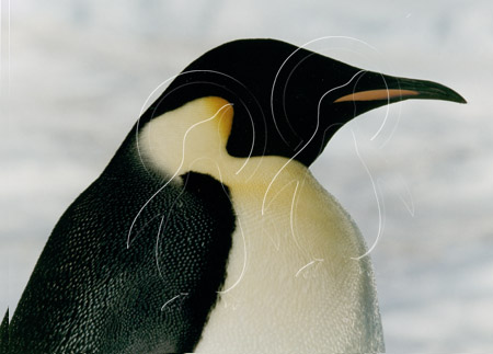 ANTEMP0024 - Emperor Penguin