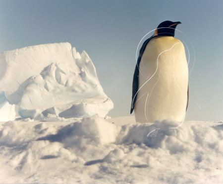 ANTEMP0051 - Emperor Penguin