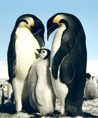 ANTEMP7036 - Emperor Penguin