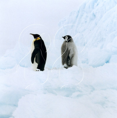 ANTEMP0056 - Emperor Penguin